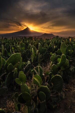 La nopalera y el Popocatépetl