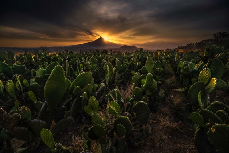 La nopalera y el Popocatépetl